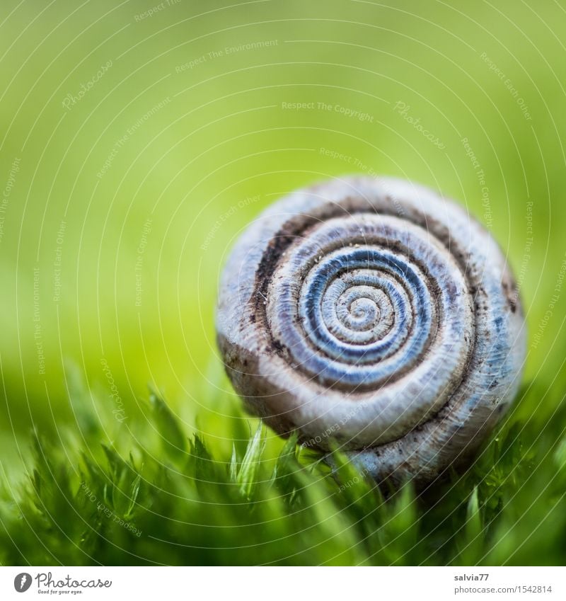 round | soft bedded Snail Snail shell 1 Animal Small Natural Round Soft Blue Gray Green Calm Design Colour Happy Idyll Protection Symmetry Spiral Contrast