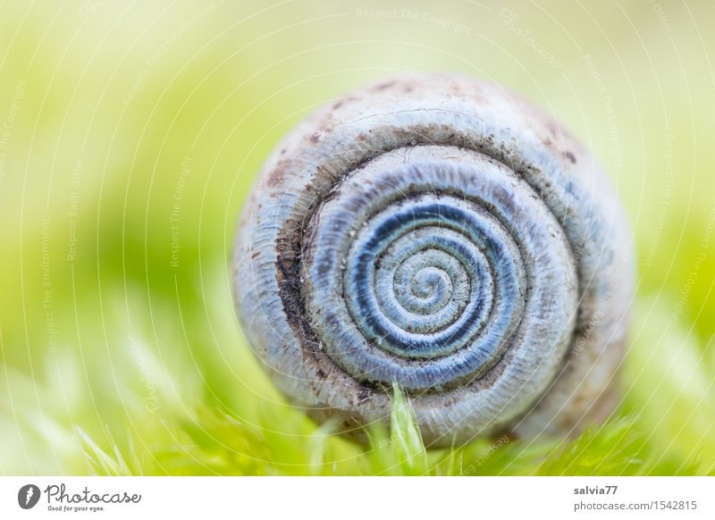 beginning and end Nature Plant Animal Earth Spring Moss Foliage plant Forest Snail Snail shell Near Positive Round Blue Gray Green Protection Calm Design Spiral