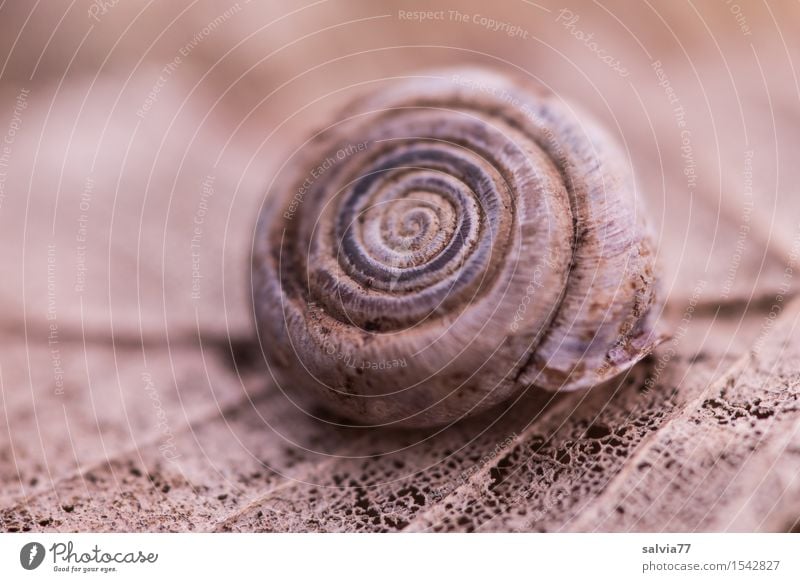 Ephemeral Environment Nature Plant Animal Earth Autumn Leaf Forest Wild animal Snail Snail shell 1 Round Brown Gray Loneliness Life Death Decline Transience