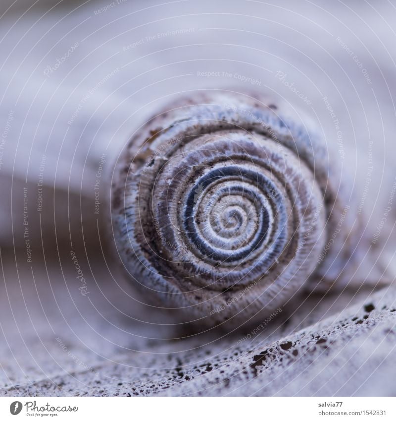 ravages of time Nature Animal Earth Autumn Leaf Forest Wild animal Snail Snail shell 1 Esthetic Small Near Round Blue Gray Design Decline Transience Change
