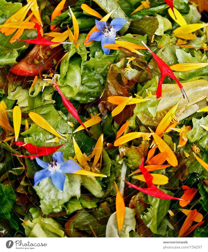 Rainbow Vitamins Lettuce Green Nutrition Borage Marigold Blossom Natural garden Vegetarian diet Multicoloured Healthy Blossom leave Calorie Gastronomy Food
