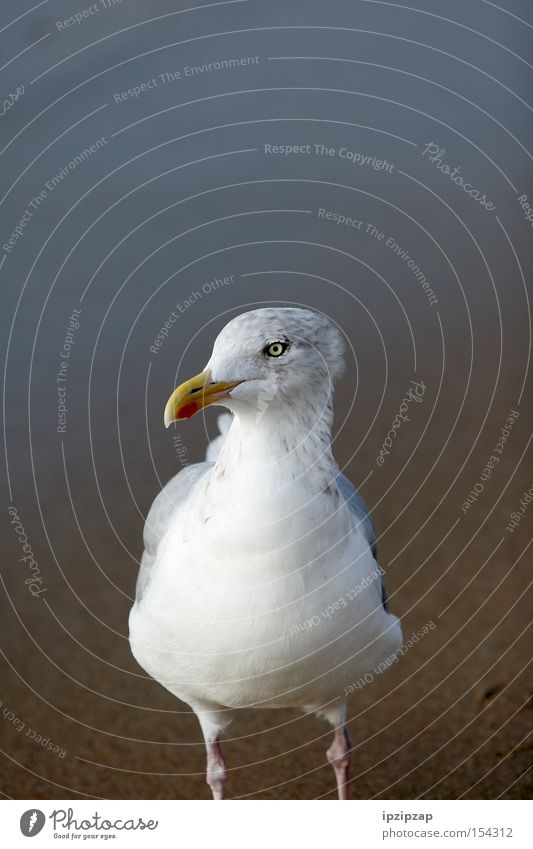 Wat? Who are you? Bird White Animal Beach Sand Vacation & Travel Exterior shot Coast seagull