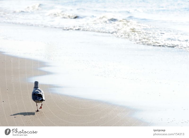 Lonely... Bird White Animal Beach Sand Vacation & Travel Exterior shot Ocean Water Think Dream Loneliness Coast seagull