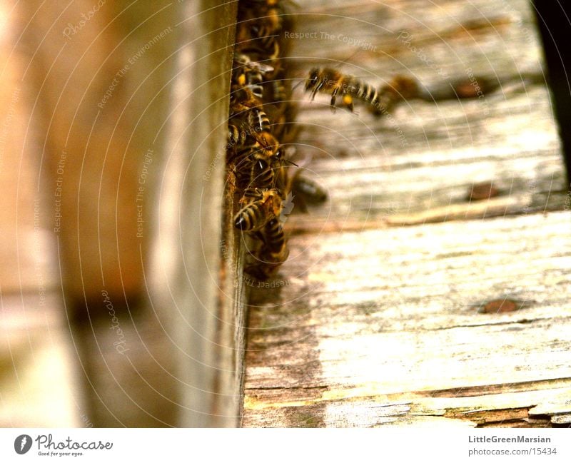 approach lane Bee Stick House (Residential Structure) Entry hole Insect Wood Box pollen panties