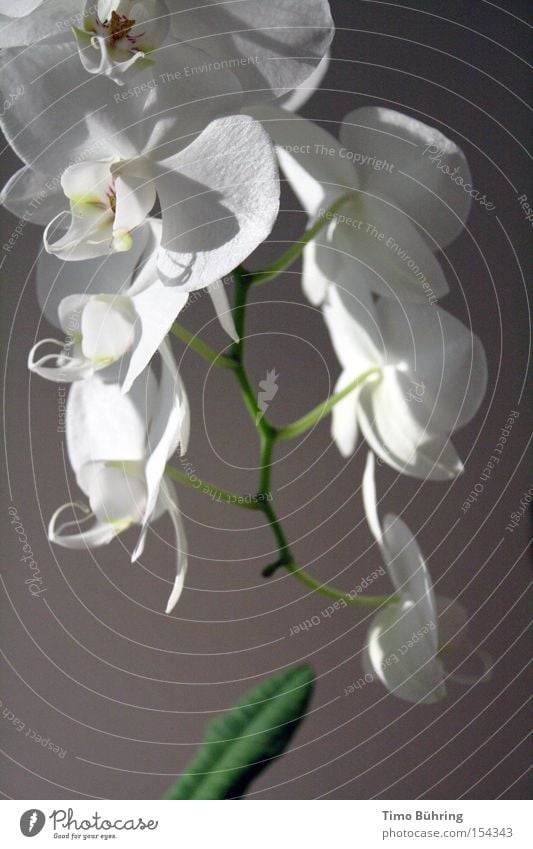 pure white Still Life Orchid White Green Bright Dark Flower Blossoming Calm Interior shot Close-up Serene Joy