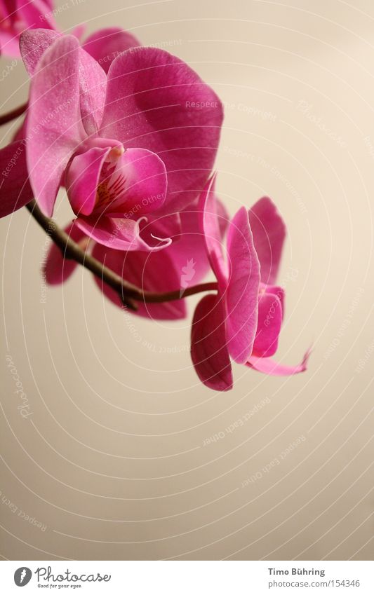 pink panther Orchid Flower Still Life Pink Calm Plant Blossoming Interior shot Close-up Illuminate