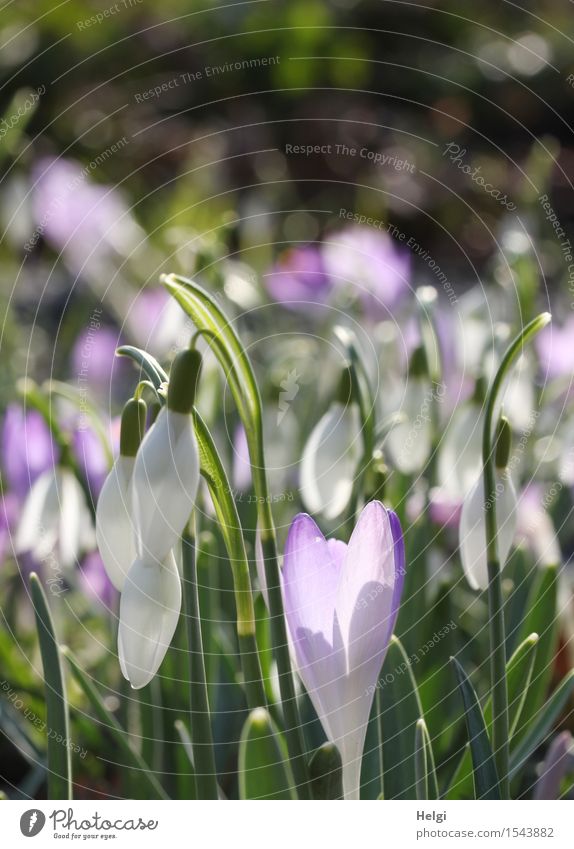 purple-white spring Environment Nature Plant Spring Beautiful weather Flower Leaf Blossom Snowdrop Crocus Garden Blossoming Illuminate Stand Growth Esthetic
