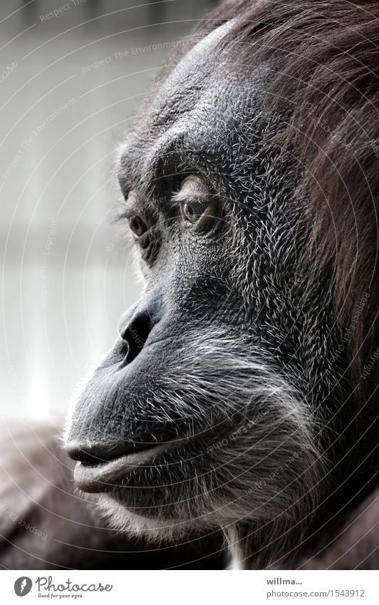 Portrait of an orangutan, great ape Orang-utan Ape monkey Animal portrait Animal face animal mother Profile Wild animal