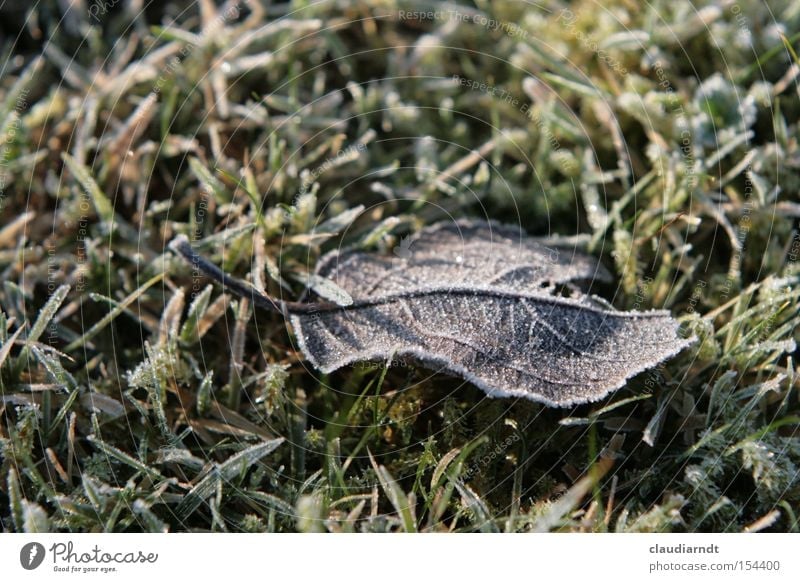 torpor Cold Frost Winter Hoar frost Ice Ice crystal Freeze Frozen Leaf Grass Lawn Snow
