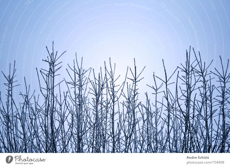 winter world Winter Sky Blue Beautiful weather Tree Branch Twig Seasons Nature Snow andre pours pixels