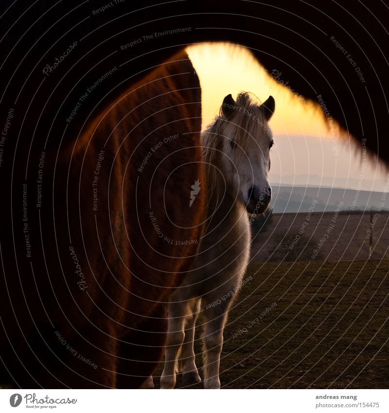 hello Horse Meadow Evening Looking Curiosity Interest Hide Timidity Sunset Mammal Pasture