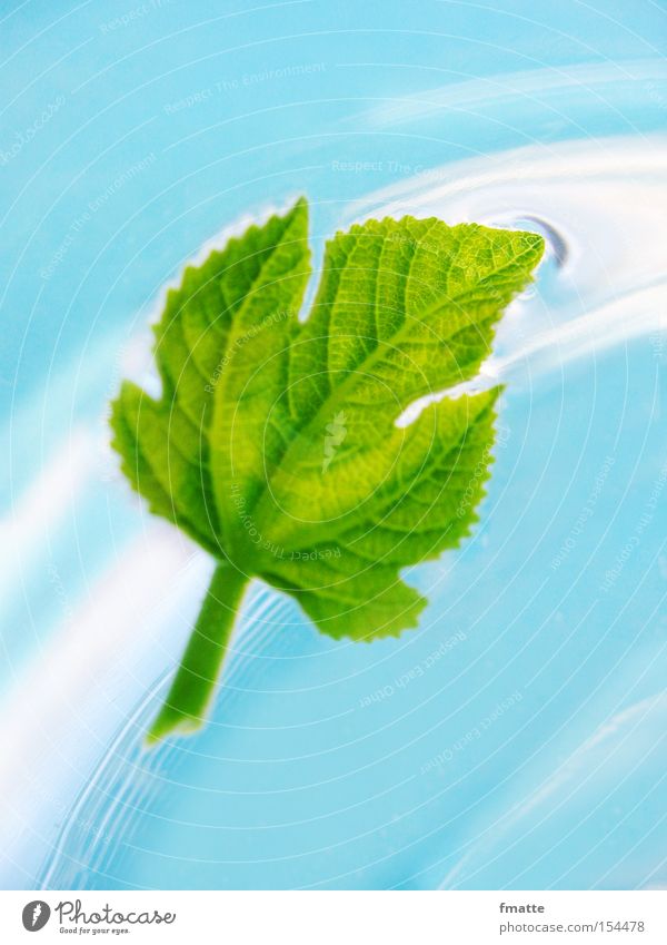 Leaf and water Water Fig Fig leaf Current Flow Blue Green Beautiful Float in the water