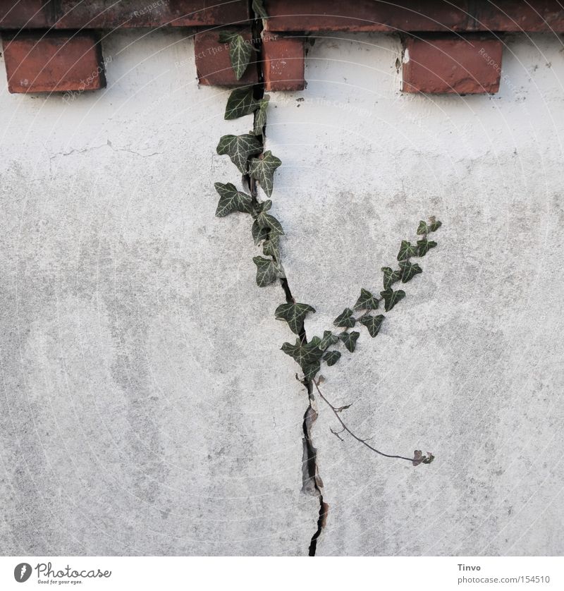 The principle of nature Ivy Brick Wall (barrier) Old Derelict Indecisive Breach Connect Symbiosis Power Hope Nature Creeper crack in the wall wound healing