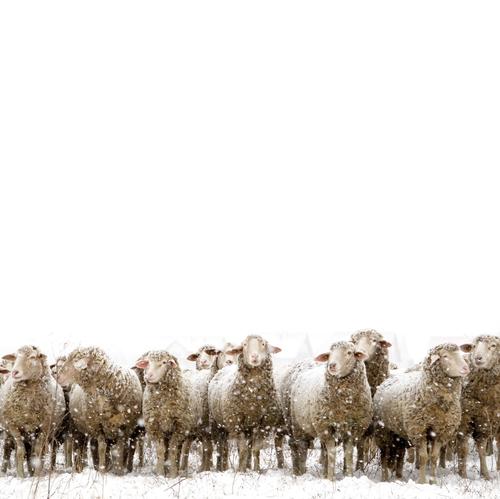 Sheep in winter in snow with thick fur Winter Snow Environment Snowfall Pet Farm animal Group of animals Herd Stand Wait Simple Together Cold White Loneliness