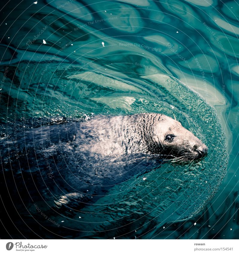 passionate swimmer Harbour seal Ocean Seals Water Mammal Animal face Animal portrait Looking into the camera Float in the water