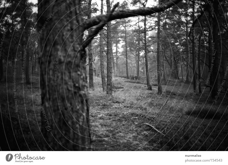 forest realism Forest Pine Island Baltic Sea Wind cripple Plantation Winter Woodground Moss Tree bark Tree trunk Branch Analog Black & white photo