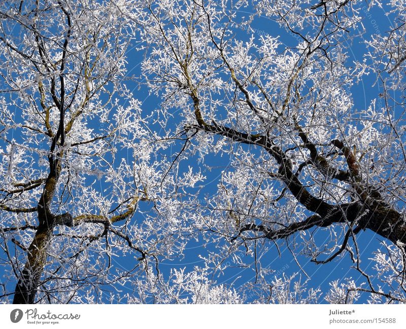 white crowns Snow Treetop Winter Branch Cold Minus degrees White Sky Blue Looking up Beautiful