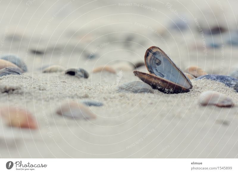 defeatist Beach Mussel Mussel shell Shell sand Packaging Sand Pearl Esthetic Authentic Beautiful Happy Romance Curiosity Wanderlust Adventure Bizarre Mysterious