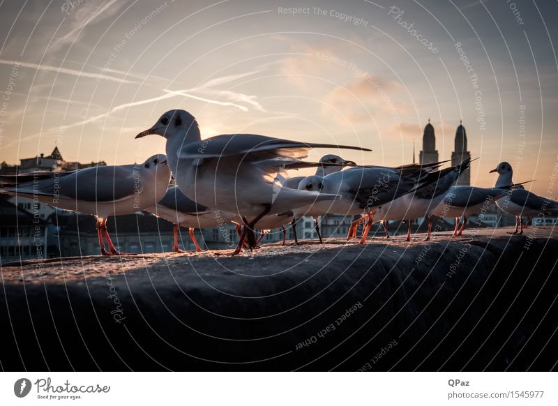 Seagulls on the wall Sky Sunrise Sunset Town Skyline Animal Bird Wing Group of animals Crouch Free Peaceful Solidarity Attachment Colour photo Exterior shot