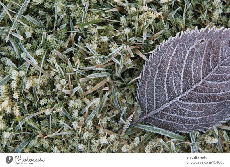 ice flowers Cold Frost Winter Hoar frost Ice Ice crystal Freeze Frozen Leaf Grass Lawn Frostwork Snow