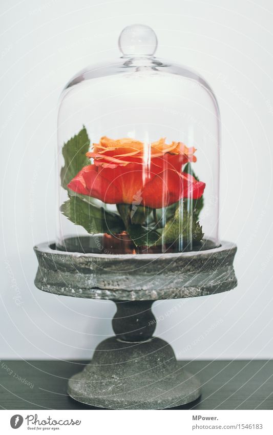 under the dome Nature Plant Rose Blossom Pot plant Red Bell Glass Leaf Decoration Loneliness Safety (feeling of) Colour photo Interior shot Deserted