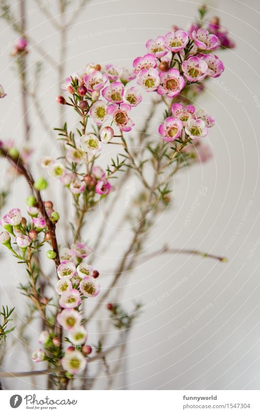 Delicate wax flowers Spring porcelain flower Ornamental plant Plant Blossom Interior shot Easter Colour photo Flower Nature Blossoming Bouquet Pink White
