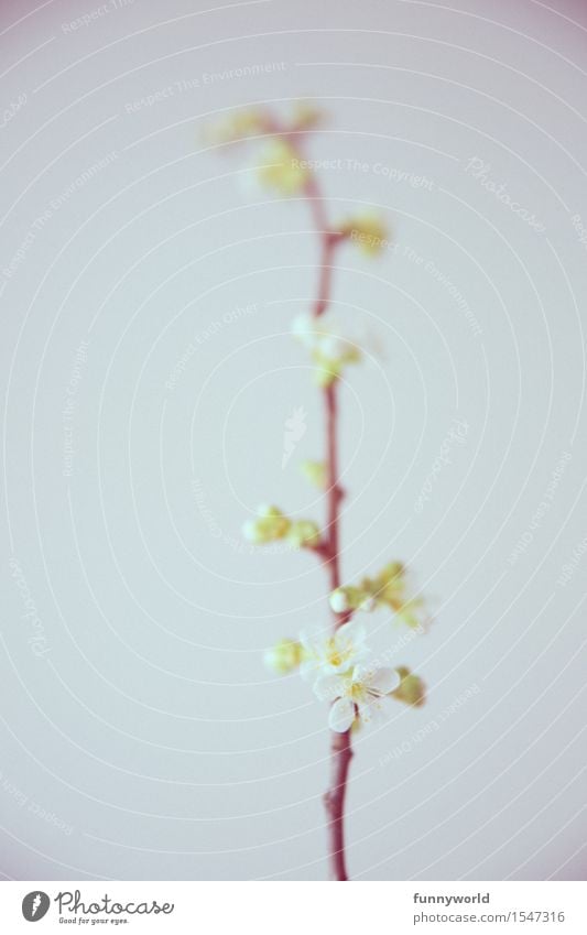 cherry sprig Twigs and branches Cherry blossom Blossoming Detail White Spring Growth Delicate Blur Retro Colours Colour photo Day Shallow depth of field