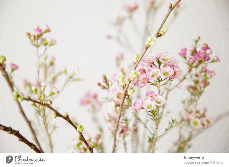Waxflowers again... Living or residing Beautiful Spring Blossom Flower Bushes Leaf Pink White Spring day Spring fever Spring colours Nature Design Plant Ostrich