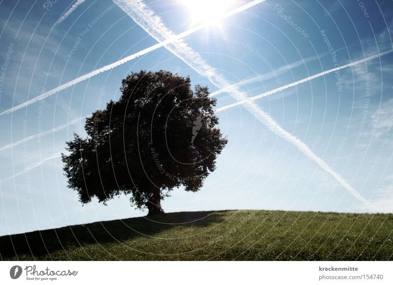 Dream tree airspace Autumn Tree Clouds Hill Meadow Grass Nature To go for a walk Switzerland Sky Deciduous tree Environment Green Leaf Airplane Aviation