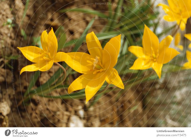 wild tulips Tulip Yellow Flower Star (Symbol) Wild animal Garden Sun Floor covering