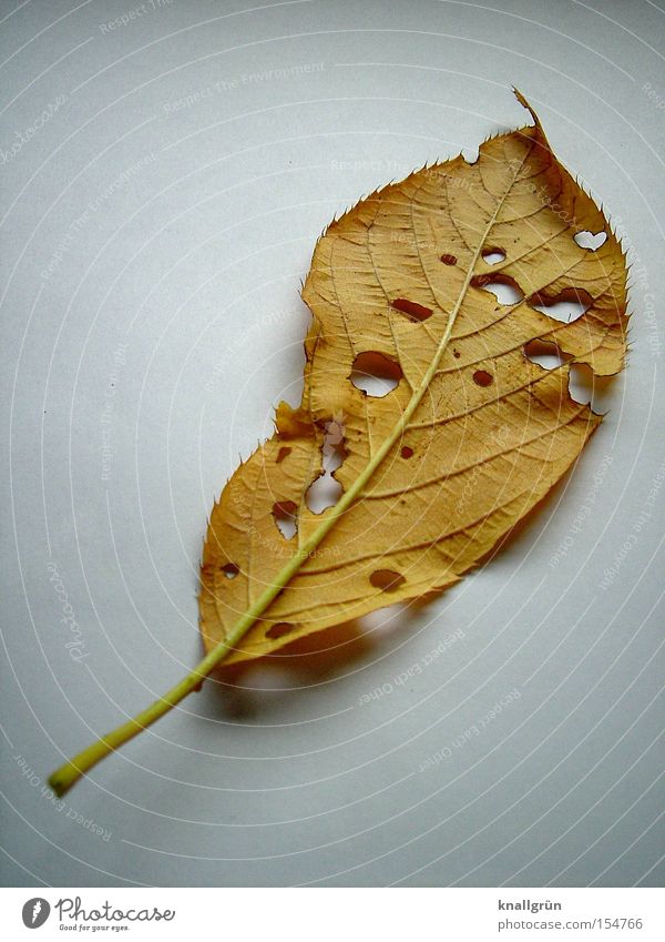 That's it, that's it. Leaf Hollow Autumn Nature Decline Brown White Resume Plant Transience