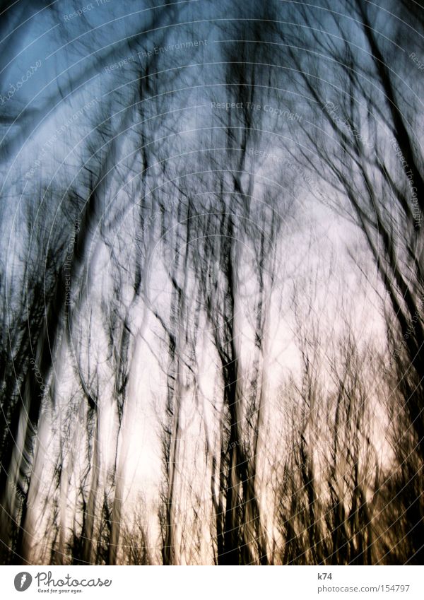forest Tree Forest Nature Winter Leaf Movement Time Oxygen Air Twilight Sunrise Treetop To fall Unclear Snapshot