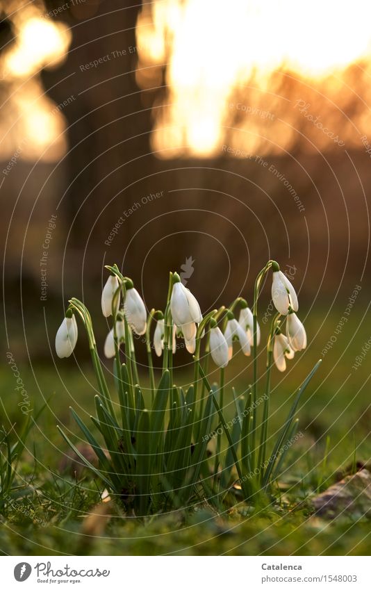 Snowdrops in evening dress Plant Air Sunrise Sunset Sunlight Spring Beautiful weather Garden Meadow Blossoming To enjoy Faded Growth Esthetic Cold