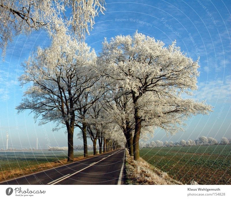 Trees covered with frost on an asphalted country road under a slightly cloudy sky Winter Snow Landscape Sky Clouds Ice Frost Field salow Transport Street