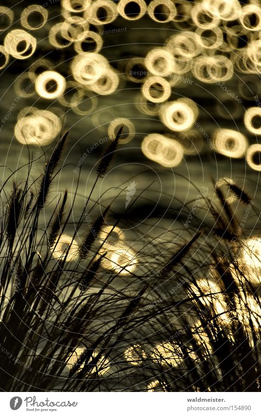 grass Grass Water Lake Reflection Glittering Circle Blur Catadioptric system (effect) Pool of light Patch of light Illuminate Silhouette Visual spectacle