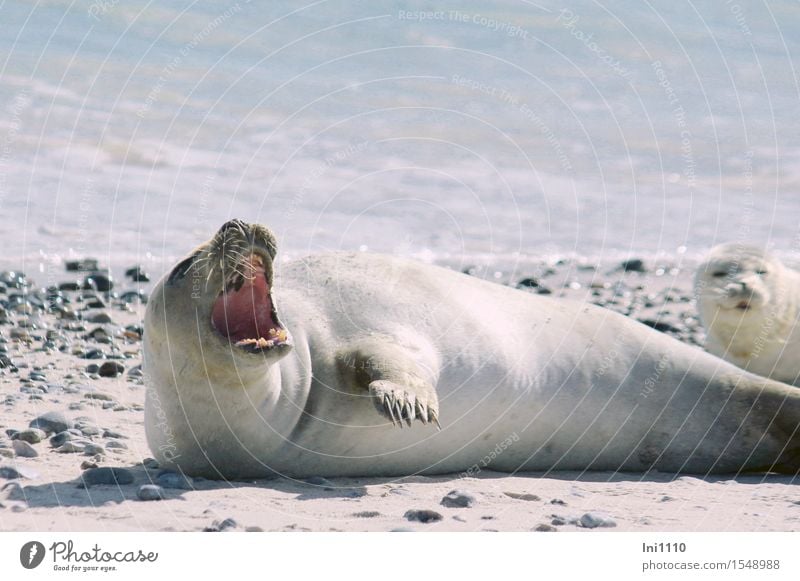 seal Nature Landscape Animal Sand Air Water Sunlight Autumn Climate Beautiful weather Warmth Waves Beach North Sea Ocean Wild animal Dog Animal face Pelt Claw