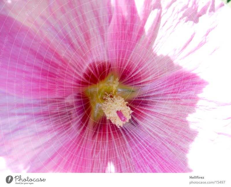 Pollen [3] Blossom Pink Light Rachis