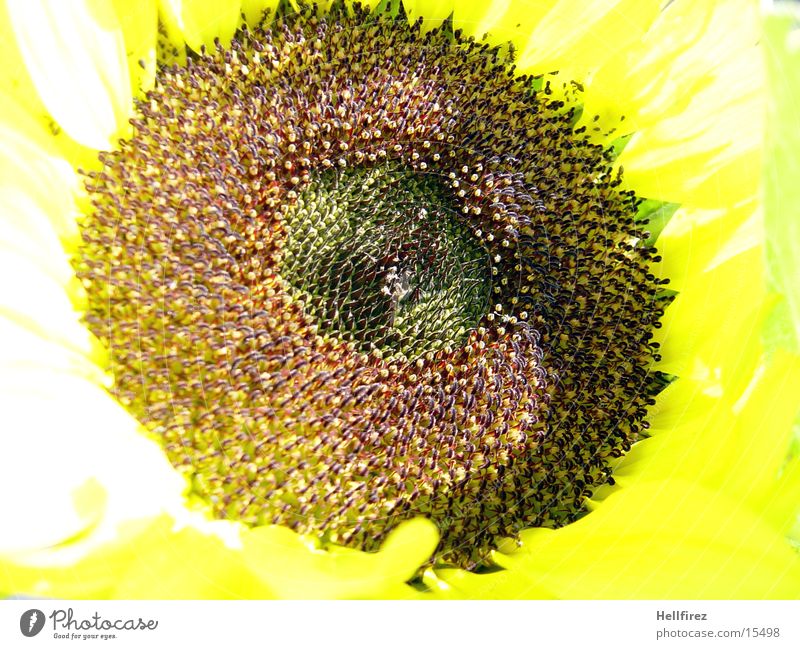 Sunflower [4] Yellow Dark Contrast Bright Macro (Extreme close-up)