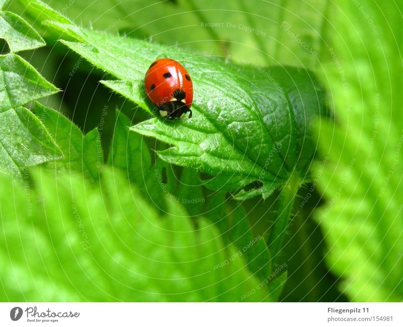 Ladybird on nettle 3 Nature Plant Leaf Animal 1 To enjoy Sharp-edged Thorny Green Red Contentment Stinging nettle Prongs Grass green Medicinal plant Weed