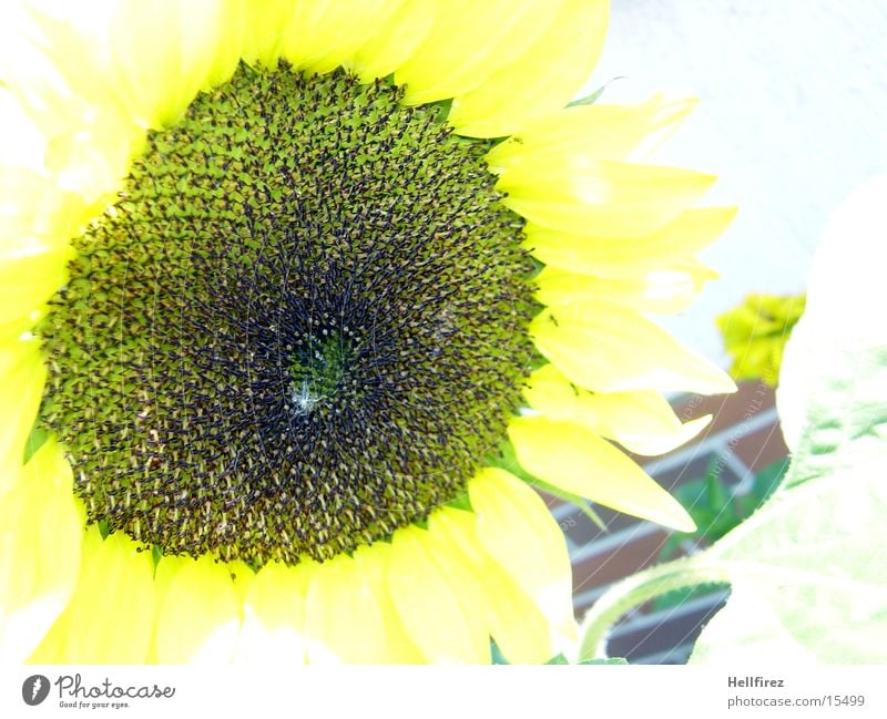 Sunflower [5] Yellow Dark Contrast Bright Macro (Extreme close-up)