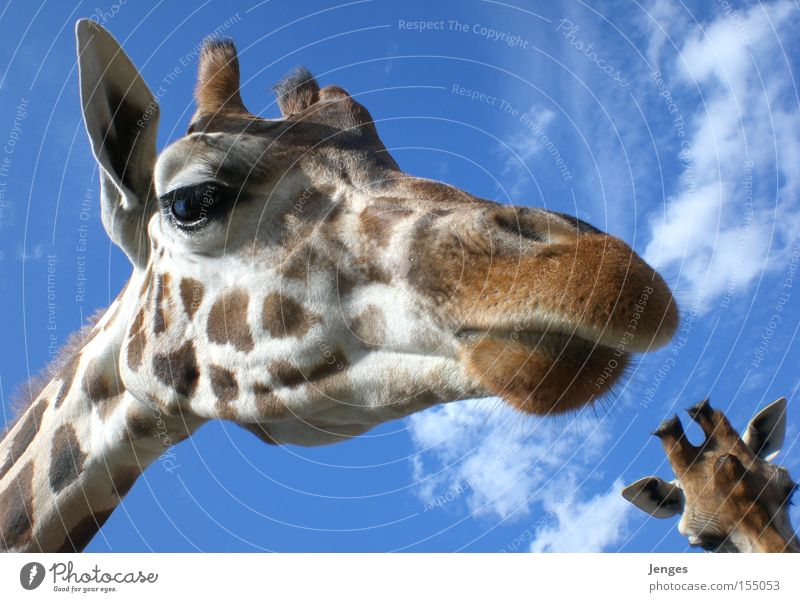 giraffe Animal Zoo Sky Blue Snout Clouds Large Mammal Giraffe Ear