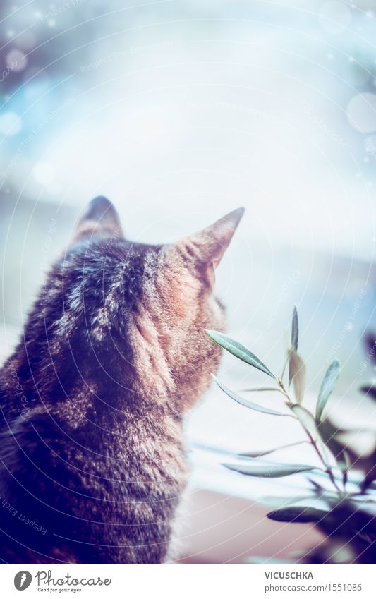 Cat looks out the window Style Flat (apartment) Nature Animal Pet 1 Moody Love of animals Design Background picture Window Plant Living or residing Cozy Calm