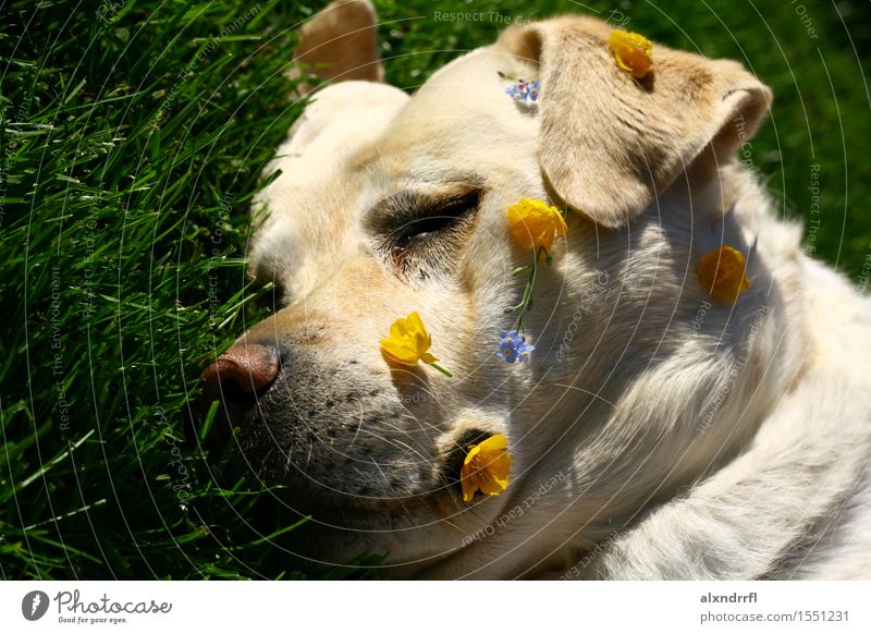 DAYDREAMING Nature Flower Grass Blossom Garden Animal Pet Dog 1 Relaxation To enjoy Sleep Free Happy Cute Blue Yellow Green White Euphoria Fatigue Colour photo