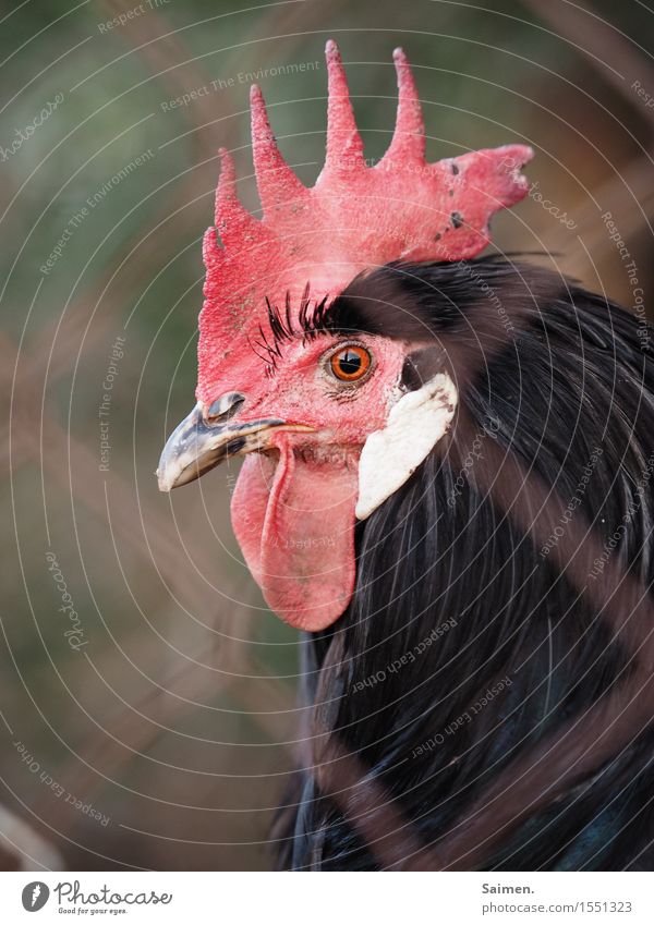 In the chicken jail. Animal Farm animal Animal face 1 Looking Rooster Captured Cockscomb Beak Feather Black Red Colour photo Subdued colour Exterior shot