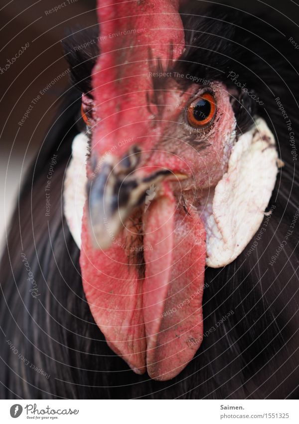 The Eye of the Guardian Nature Animal Farm animal Animal face 1 Looking Attentive Watchfulness Rooster Feather Beak Cockscomb Colour photo Exterior shot