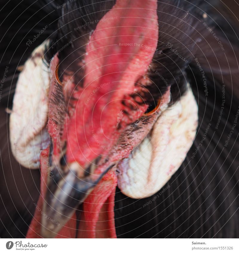The Evil One Animal Farm animal Bird Animal face 1 Aggression Threat Natural Red Black Rooster Feather Eyes Head Cockscomb Hideous Colour photo Multicoloured