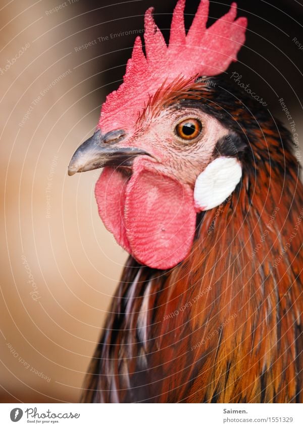 Sad Animal Farm animal Bird 1 Longing Rooster Cockscomb Beak Eyes Feather Metal coil Animal face Miss Indifferent Sadness Red Colour photo Multicoloured