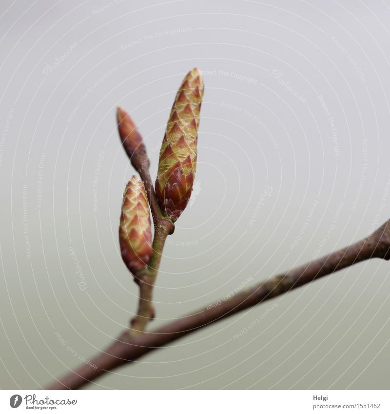 it sprouts... Environment Nature Plant Spring Fog Tree Wild plant Twig Leaf bud Forest Growth Esthetic Fresh Uniqueness Small Natural Brown Yellow Gray