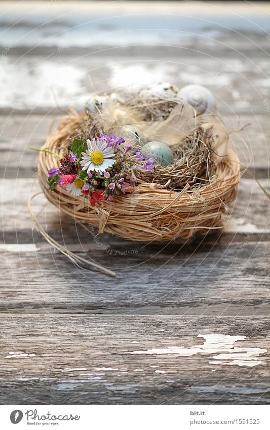 Easter nest Feasts & Celebrations Nature Spring Grass Moss Decoration Natural Brown Easter egg Easter Bunny Easter egg nest Nest Easter wish Easter gift