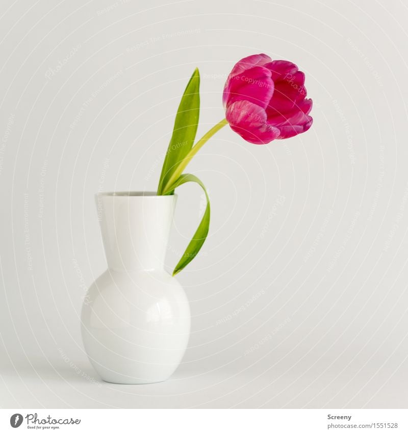 tulip² Plant Flower Tulip Leaf Blossom Green Pink White Spring fever Vase Blossoming Colour photo Studio shot Deserted